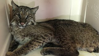 Hit By Car Bobcat Gets Rescued