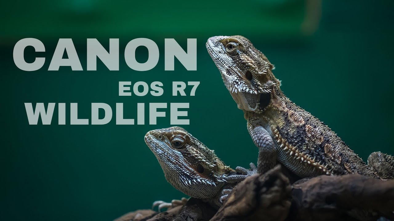 Canon Eos R7 Wildlife Videographer // Camera Test YouTube