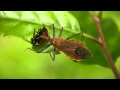 獲物を捕らえたアカサシガメ Cydnocoris russatus