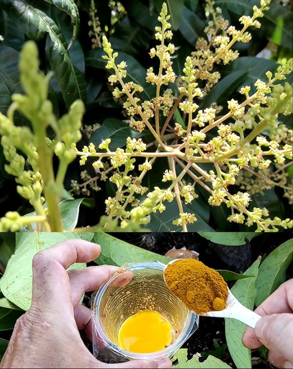 These ingredients can fertilize longan and mango plants so that they bear fruit abundantly.