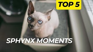 The Top 5 Slow-Motion Cat Videos That Will Melt Your Heart by Royal Animals 👑 598 views 1 year ago 1 minute, 31 seconds