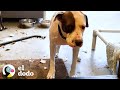 Perro callejero tiene mucho miedo de entrar a su nuevo hogar I El Dodo