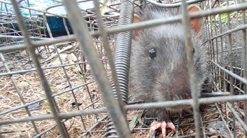 Xách 12 cái lồng bẫy chuột đi đặt và cái kết [] Nghề mưu sinh / NgôVănLam #bẫychuột #sănbắt