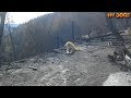 Loyal Dog Waiting & Guarding Weeks at The Site Of Burned Down Camp Fire Home For Family To Return