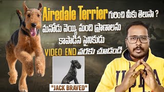 Airedale Terrier full information | Video: Everything you need to know about this dog! by Pet's TV Telugu 2,172 views 1 year ago 9 minutes, 56 seconds