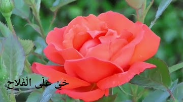 الاذان بصوت القارئ مروان محمود ♥️ رايك في كومنت 🙈♥️