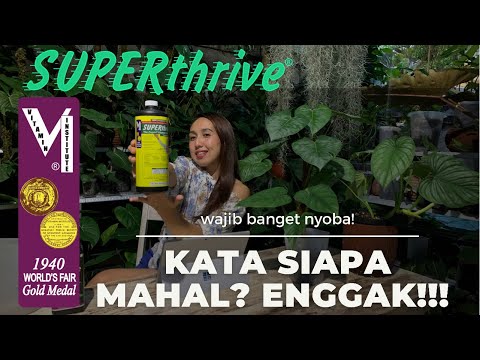 Review superthrive, vitamin aroid terbaik, vitamin-hormon lengkap untuk aroid