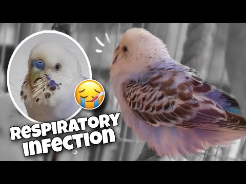 Budgie breathing problems