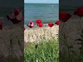 Маки и море #непридуманныеистории #жизньвболгарии #природа #flowers #болгария #цветы #море #лето