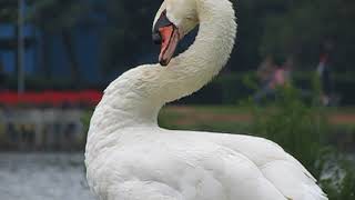 Cisne branco alisando as penas - Mute swan preening (Cygnus olor)