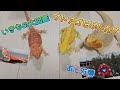 いきもの大図鑑フトアゴヒゲトカゲとちょっとだけ万博