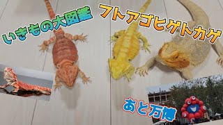 いきもの大図鑑フトアゴヒゲトカゲとちょっとだけ万博