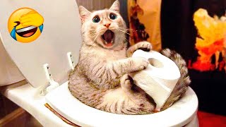 Best Funny Animal Videos 2022 😺😁 - Funniest And Cute Dogs And Cats Videos 😇🐹