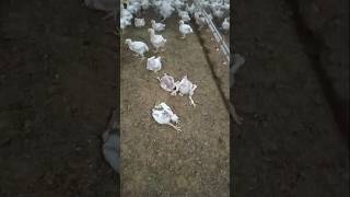 how to Broiler chicks #chicken #chickenfarming #shorts