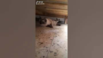 لماذا تخاف القطط من هذا الصوت 
