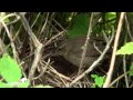 Styan&#39;s grasshopper warbler in Primorye | Feeding chicks and singing