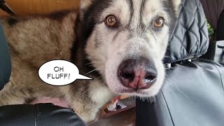 Husky is Taken to the Vets and is Not Happy with The Results!