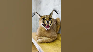 Реакция каракала на цитрусовые 😸 Дикая кошка против мандарина 🙀