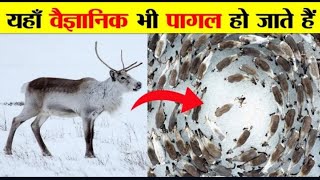 Most Wired Animals Behaviour Vichtra 4U