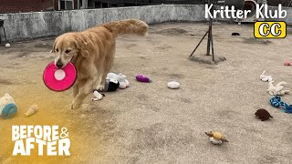 Retriever Cries, 'Where Did All My Toys Go?' And Cat Says, 'Follow Meh!' I Before & After Makeover