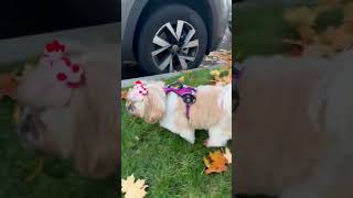 #music #christmas #follow #viral #shorts #cute #dog #dogvideo #like #subscribe #trending #foryou