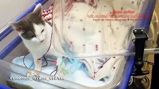 Реанимация котёнка с гипотермией и пневмотораксом Волонтёры Спасают пять бездомных кошек Реанимация котёнка с гипотермией и пневмотораксом Волонтёры Спасают пять бездомных кошек