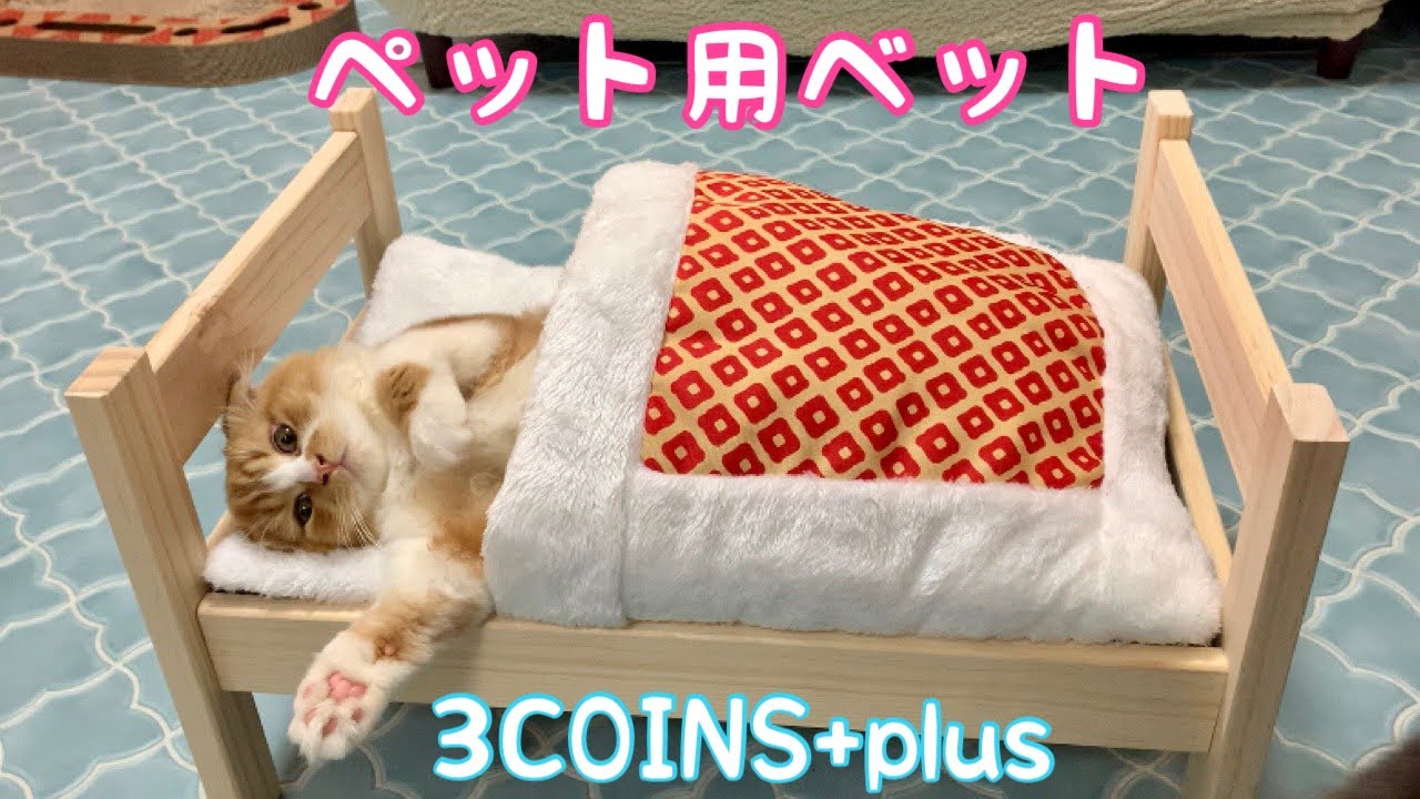 ペット用ベット ３coins Plusでベットとお布団購入しました Buy Pet Beds And Duvets Britishshorthair Scottishfold Persian Youtube