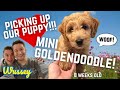 PICKING UP OUR PUPPY! F1 MINI GOLDENDOODLE - 8 WEEKS OLD!