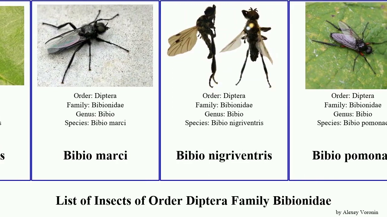 Diptera