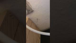 spider shaking its butt to blow by ke$ha