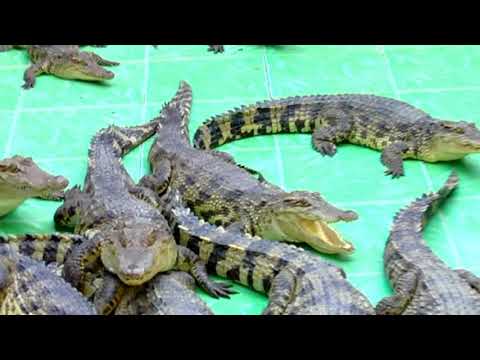 Video Trang trại trăn cá sấu - Python and crocodile farm -... - youtube