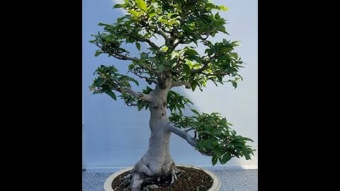 Optimal Expression Part 1 - Yellow/Teal Moving to Turquoise - Video #1 - Spiral Dynamics/Integral