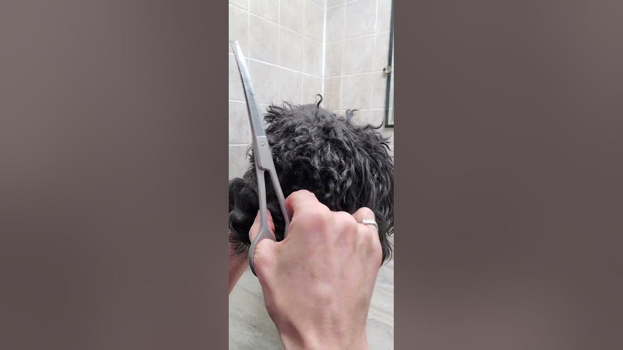 Trimming a dog's face with scissors, dog grooming from home, quick