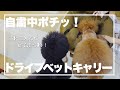 ドライブベットキャリー購入！入るとすぐ寝てしまう犬。トイプードル　多頭飼い　デカプー