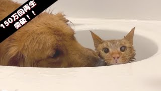 愛犬と保護ネコをお風呂に入れたら可愛すぎて鼻血出るかと思った