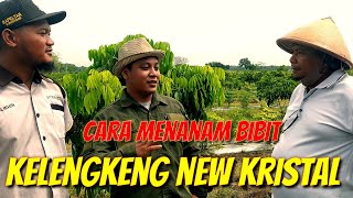 CARA MENANAM DAN PERAWATAN BIBIT KELENGKENG NEW KRISTAL