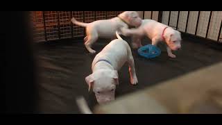 Knightswood Dogo Argentino Puppies