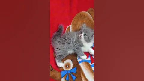 Video 2728811: cutecats furry persian cats, persian cat female, kitten