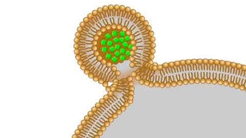 A model of the interaction between your cells and liposomes
