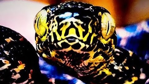 Baby Amazon Tree Boa Feeding