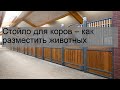 Стойло для коров – как разместить животных