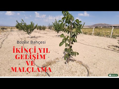 Video: Bahçede Cam Malç