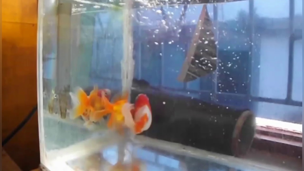 Goldfish Bullying Or Spawning Time??