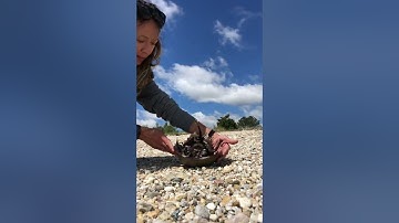 How to Flip a Horseshoe crab properly