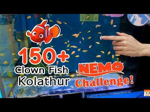 Finding Nemo World In Chennai Clown Fish In Kolathur Marine