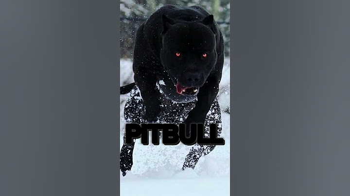 THE TOP 5 BEST GUARD DOGS!