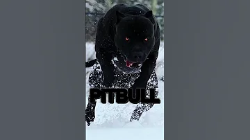 THE TOP 5 BEST GUARD DOGS 