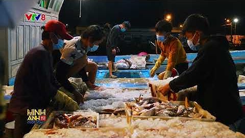 SƠN TRÀ - CẢNG CÁ THỌ QUANG