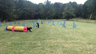 UKI Speedstakes 1 Amy Hearing 20'P - Week 126 by Pine Ridge Canines 36 views 7 months ago 57 seconds