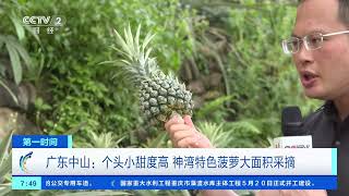 [第一时间]广东中山：个头小甜度高 神湾特色菠萝大面积采摘| 财经风云